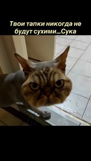 🤣🤣🤣 Подписываемся 😉