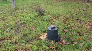 Столетний дом в лесу: сажаю орехи и готовлю участок к зиме #хочувдеревню #хутор