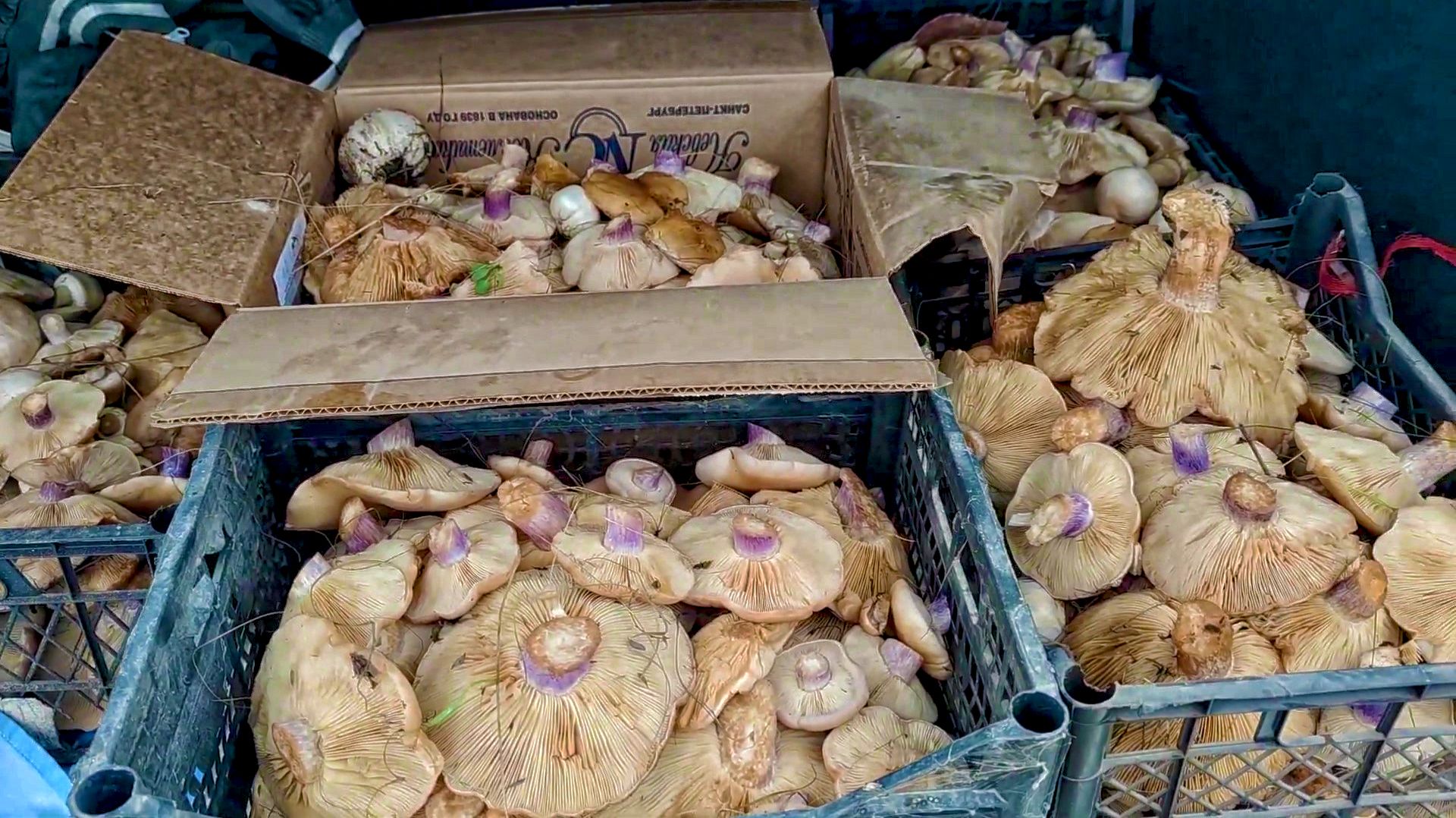 ОГРУЗИЛИСЬ ГРИБАМИ ДАЛЬШЕ НЕКУДА! Сбор грибов в ноябре