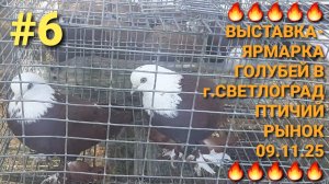 🔥🔥🔥 Выставка-ярмарка голубей в г.Светлоград. Птичий рынок 09.11.25. Pigeons Fair.  Bird Market.