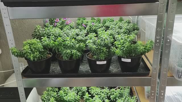 КАК вырастить КРАСИВЫЙ куст КАЛИБРАХОА . ВСЕ тонкости по УХОДУ за КАЛИБРАХОА осенью и зимой. смотреть онлайн