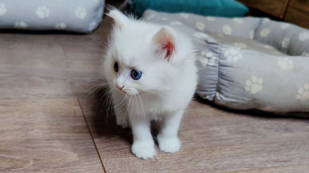 Мама-кошка наблюдает за игрой своего белого котёнка. Большой котёнок играет с маленьким.