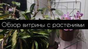 обзор витрины с растениями