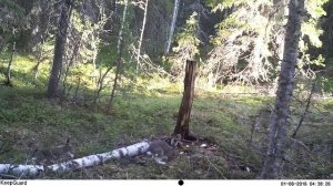 Югыд ва, 2 зайца