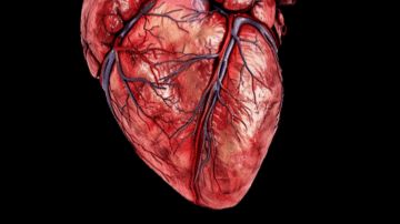 кровообращение