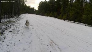 День четвёртый. Первый соболь добыт. 15.10.25 г.