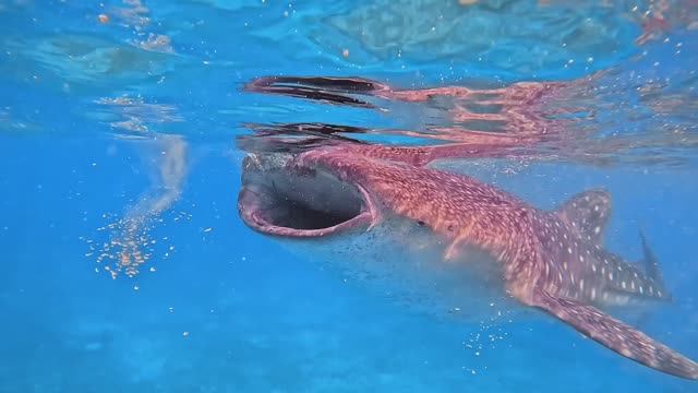 Погружения на Филиппинах: Негрос и Апо | Китовая акула, ночное погружение, экзотика | Full HD