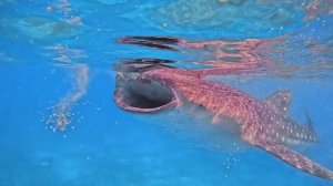 Погружения на Филиппинах: Негрос и Апо | Китовая акула, ночное погружение, экзотика | Full HD