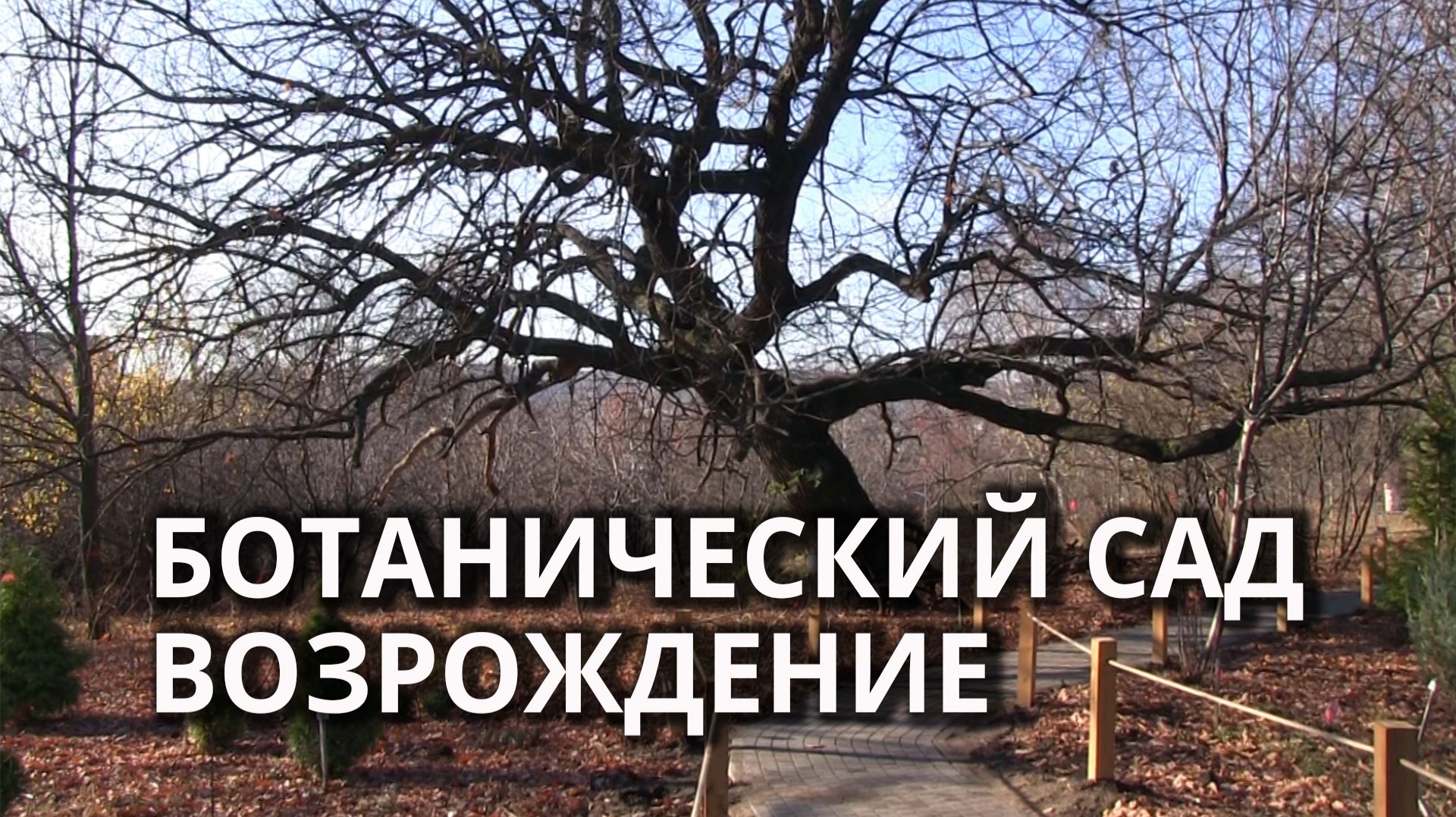 В Саратове открыли обновлённый Ботанический сад СГУ смотреть онлайн