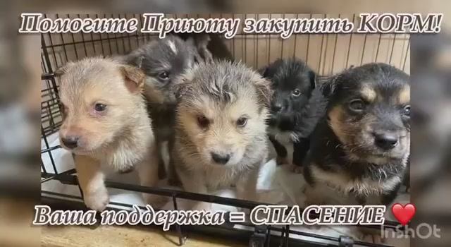 Помогите приюту закупить КОРМ! Ваша поддержка = СПАСЕНИЕ ❤️ Приют для животных
