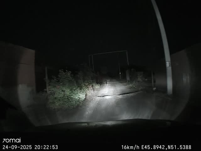 Зайка в свете фар