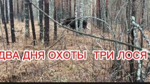 РАБОТА ЗАПАДНОСИБИРСКОЙ  ЛАЙКИ ПО ЛОСЮ . ТАЁЖНЫЕ БЫЛИ .