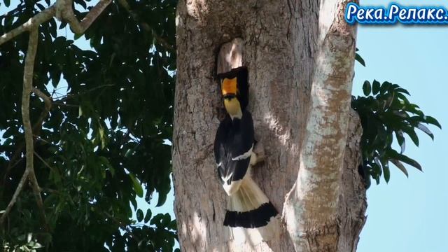 Река. Релакс. смотреть онлайн