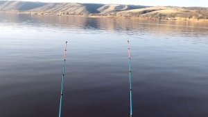 лучшая рыбалка на сазана