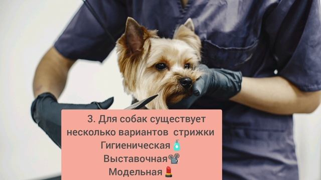 Интересные факты о Груминге 
(Уход за домашними животными)🦮🐈⬛🪮