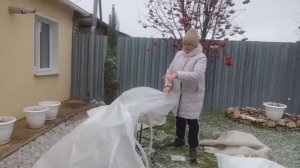 УКРЫЛА РОЗЫ// ПОКАЖУ ЧЕМ Я ПЕРЕКАПЫВАЮ ОГОРОД. 
ОБЫЧНАЯ ЖИЗНЬ В СЕЛЕ