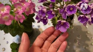 С чего начать коллекцию？ Лист, детка или цветущее растение?