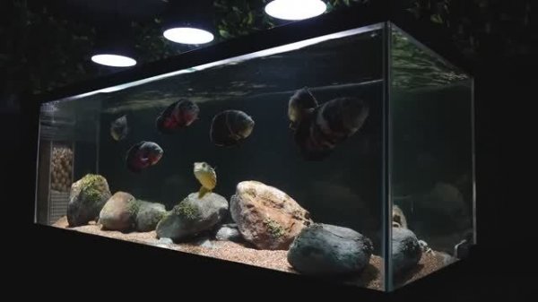 Огромный аквариум с Тетраодоном и Астронотусами в Канаде