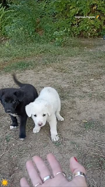 #обзор #встреча #милыещенки #иньянь #латухино #событиедня #4сентября2023год смотреть онлайн