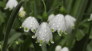 L'Amour Est Bleu  - Paul Mauriat and His Orchestra