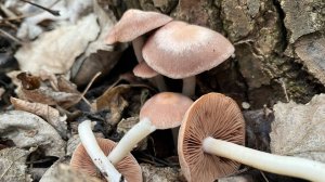 Гомофрон каштановый (Homophron spadiceum) и лесной рэкет