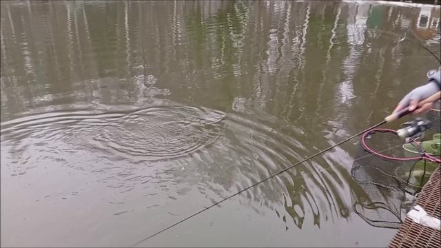 Форель предпочитает блесну, в качестве приманки. Обзор со спорт зоны. Клёвое место лосиный остров смотреть онлайн