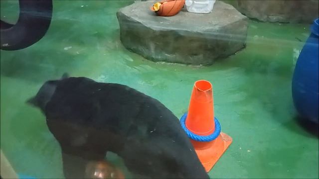 Ягуарчику Габриэлю хочется общения 13.11.2025 смотреть онлайн