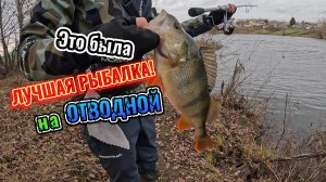 СТОЛЬКО КРУПНЫХ ОКУНЕЙ я еще НЕ ЛОВИЛ!