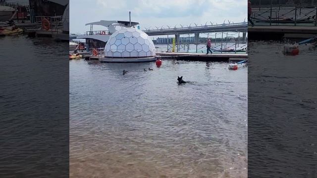 Прогулка с собакой в выходной