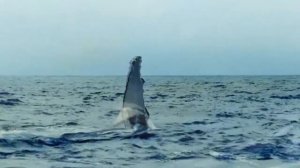 Красивейшая музыка моря Chris Spheeris   Allura @СергейКим-о8й