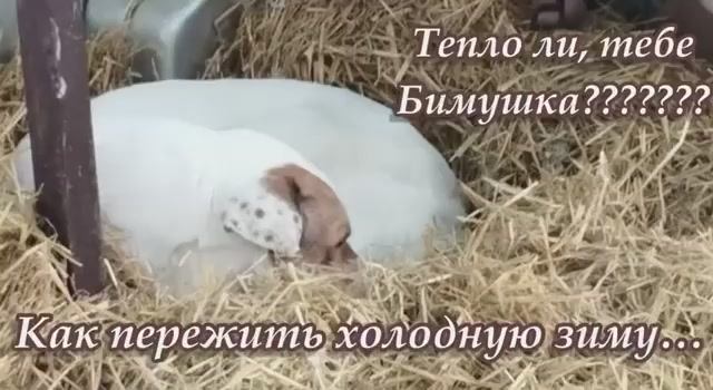 Тепло ли тебе Бимушка??? Как пережить холодную зиму? Приют для животных