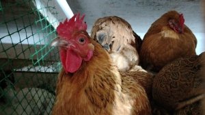 17-11-2025г. Не мерзнут ли мои куры зимой? ❄️❄️❄️