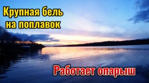Клёв крупной плотвы и другой рыбы. Ловлю на опарыша в начале ноября.