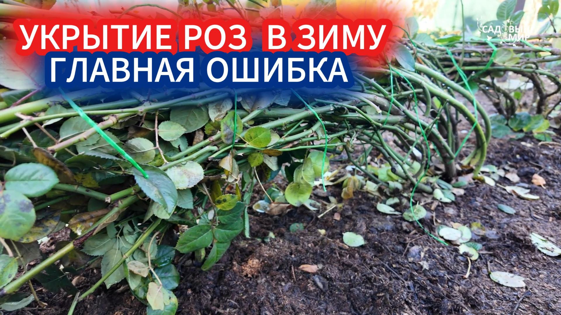 НЕ СМЕЙТЕ УКРЫВАТЬ РОЗЫ ДО МОРОЗОВ В НОЯБРЕ - СОПРЕЮТ! ПРИ КАКОЙ ТЕМПЕРАТУРЕ УКРЫВАЮТ РОЗЫ В ЗИМУ смотреть онлайн