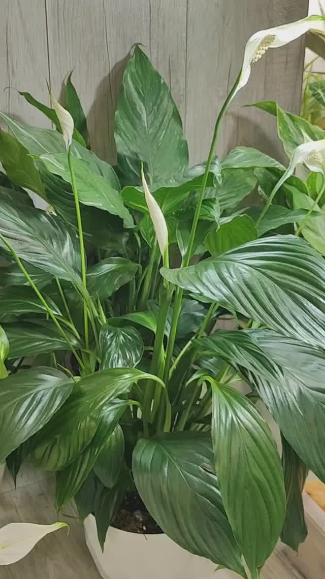 Грунт для Спатифиллума, срочно меняйте не правильный грунт смотреть онлайн