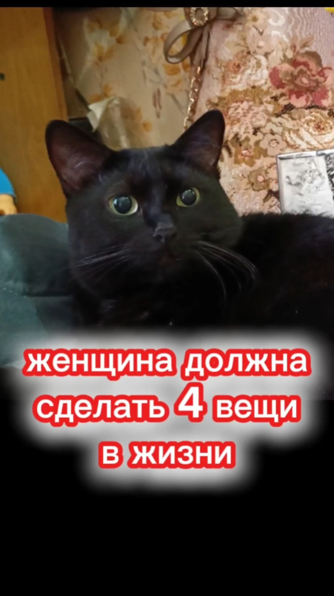 Кошки с озвучкой. смотреть онлайн