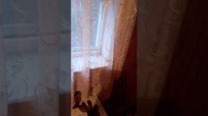 100 лет САРАЮ  !!!ПОКАЗЫВАЮ!!!!!