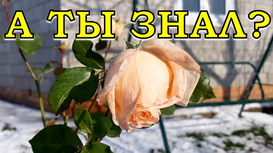 КАК НЕЛЬЗЯ укрывать РОЗЫ: 6 непростительных ОШИБОК🔥🔥🔥