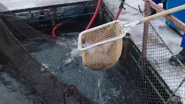 зарыбление смотреть онлайн