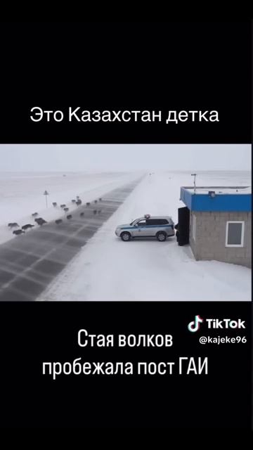 Стая волков на посту ГАИ - 2025 год смотреть онлайн