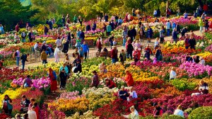 БАЛ ХРИЗАНТЕМ в КРЫМУ 2025- ЛЮДИ в ШОКЕ, от такой КРАСОТЫ! Самый пик цветения! Крым, Ялта