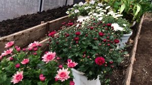 РАСТЕНИЯ, которые ХРАНЮ ЗИМОЙ В ПОГРЕБЕ.