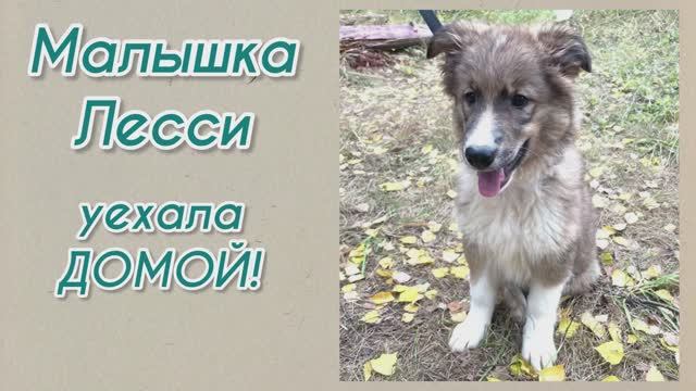 Малышка Лесси уехала домой! Возьми собаку из приюта