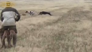 Состязаются лучшие грейхаунды России. Кубок  Салихова А.Д 2025.