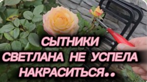 САМВЕЛ АДАМЯН, СЫТНИКИ, СВЕТЛАНА НЕ УСПЕЛА НАКРАСИТЬСЯ..