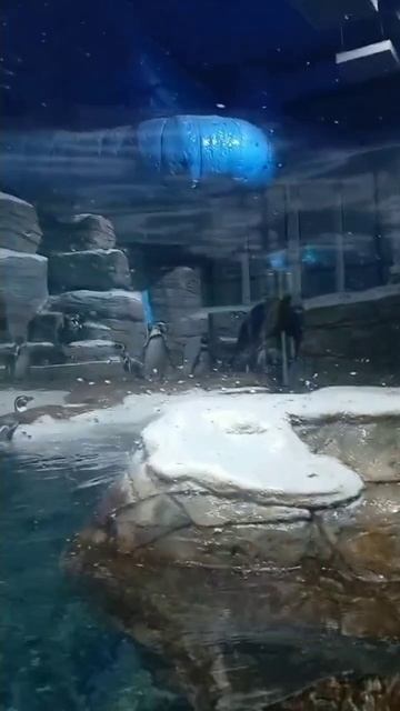 Пингвины. Океанариум на Русском острове.