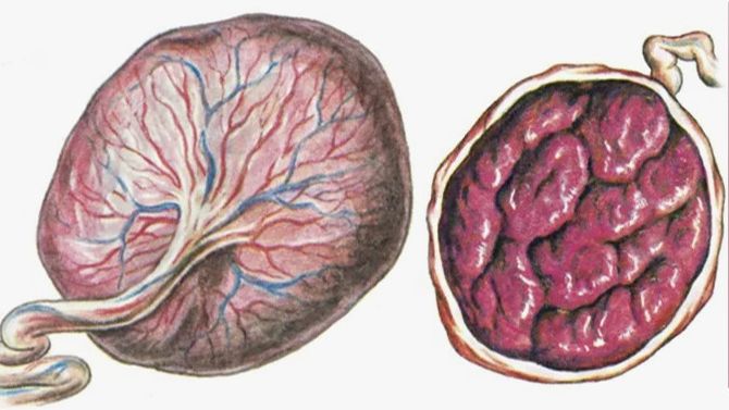 Что такое плацента смотреть онлайн