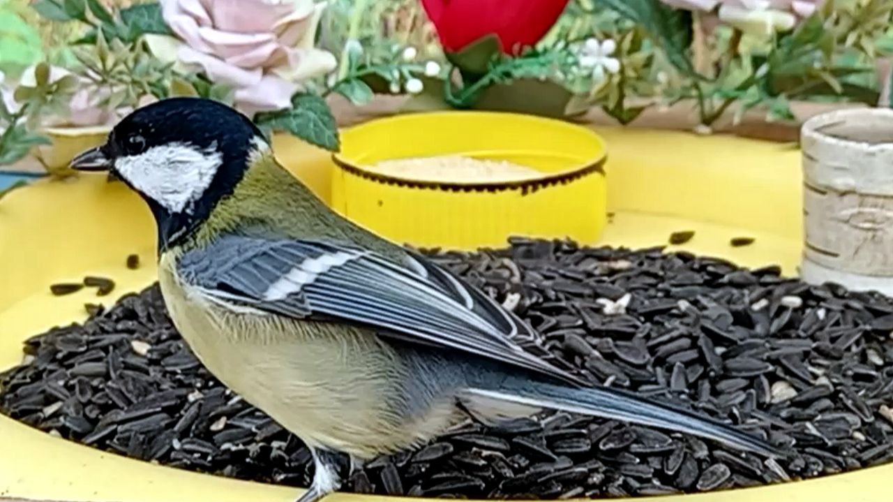 Видео для Кошек (Птицы На Кормушке) смотреть онлайн