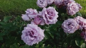 Лав Сонг , второгодки. Пит. Марии Харченко 2025