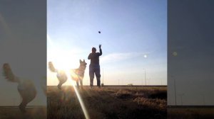 С собакой в Кронштадте